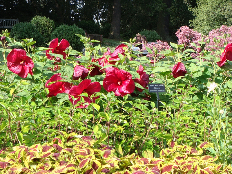 173 Longwood Gardens [2008 August 23].JPG - Longwood Gardens in Pennsylvania